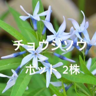 【限定】チョウジソウ 2株 ポット苗 丁子草 山野草 宿根草(その他)