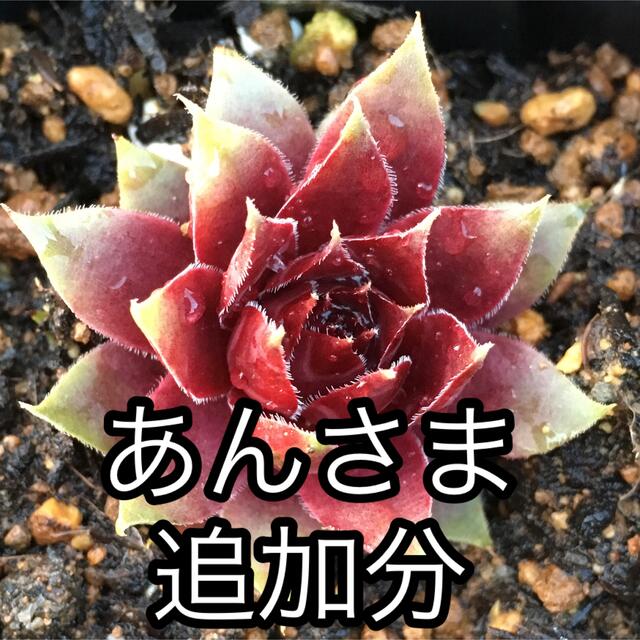 あん様追加分ミラ１つセンペルビウム多肉植物 ハンドメイドのフラワー/ガーデン(その他)の商品写真