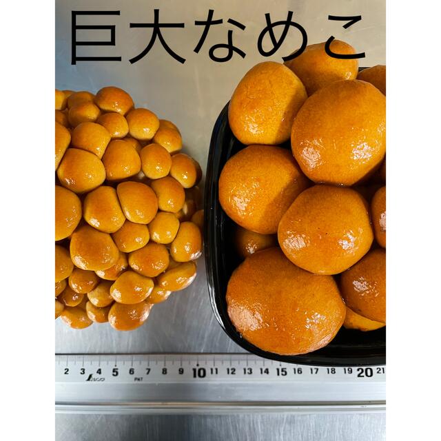 飛騨ジャンボなめこ(飛騨高山産)約180g×2入 食品/飲料/酒の食品(野菜)の商品写真