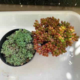 多肉植物　虹の玉、パープルヘイズ　寄せ植えに(その他)