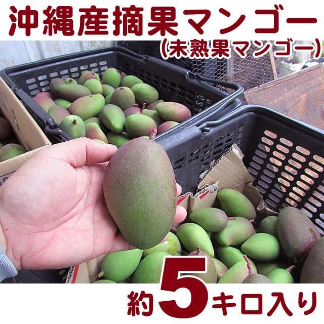 摘果マンゴー グリーンマンゴー約5キロ やむを得ない 摘果マンゴー グリーンマンゴー約5キロ やむを得ない
