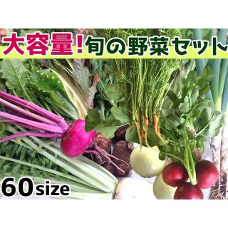 野菜詰め合わせセット　今日採りたて野菜を60サイズ(野菜)