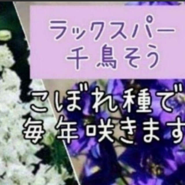 ラークスパー 幼苗30株set千鳥そう   花苗  ハンドメイドのフラワー/ガーデン(その他)の商品写真