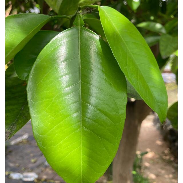 八朔の新芽　枝付き その他のペット用品(虫類)の商品写真