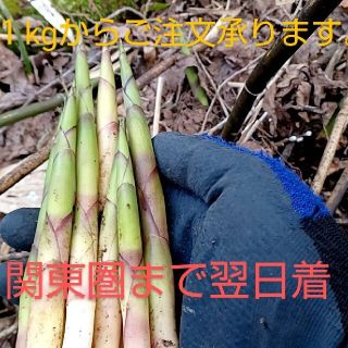 こんぶ様専用 青森産 天然根曲がり竹2キロ(野菜)