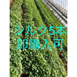 さつまいもの苗5本(野菜)