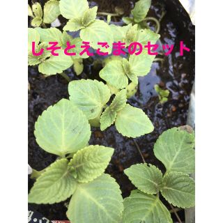 しそ えごま　5本づつ　合計10本　お気持ち多目♥︎(プランター)