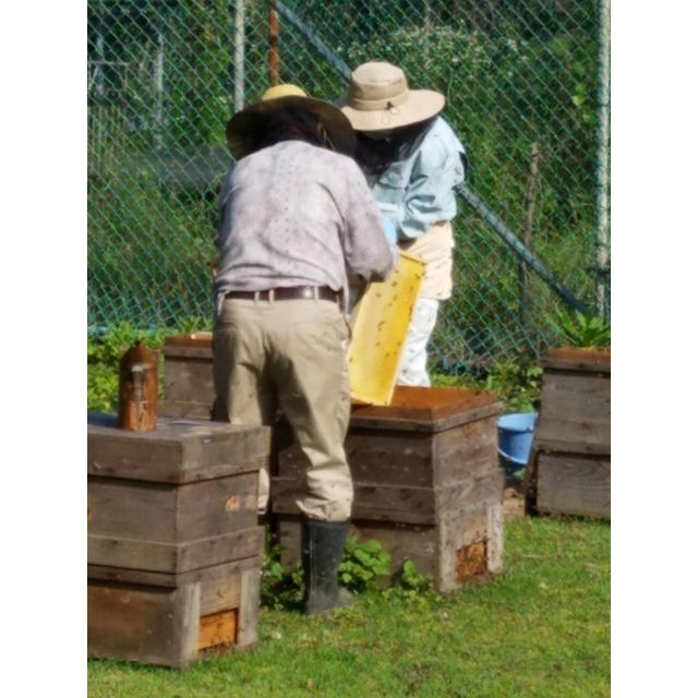 完熟 生蜂蜜　国産蜂蜜 純粋蜂蜜 無添加　非加熱　600グラム　6個 食品/飲料/酒の加工食品(缶詰/瓶詰)の商品写真