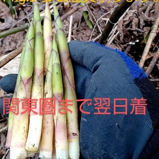 青森産 天然根曲がり竹2kg入(野菜)