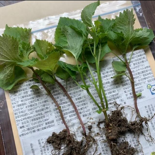 そら様専用✨ 食品/飲料/酒の食品(野菜)の商品写真