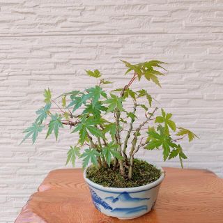 専用　イロハもみじ　寄せ植え/タツナミソウ　白(その他)