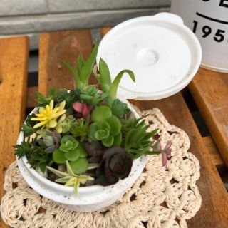 無農薬　多肉植物　ちまちま寄せ植え 　セダム　ハオルチア　グリーンセット　(その他)