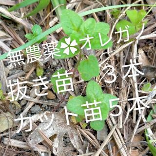 無農薬✿オレガノ　カット苗　抜き苗(プランター)