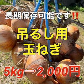 吊るして保存❣️新鮮玉葱5kg入❗️(野菜)