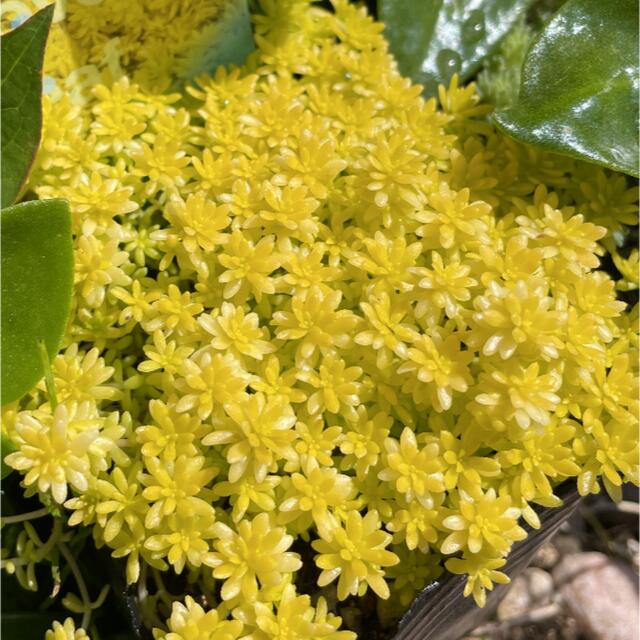 多肉植物　サクサグラレモスグリーン＆細葉黄金万年草　カット苗　初心者向け ハンドメイドのフラワー/ガーデン(その他)の商品写真