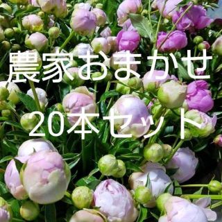 【芍薬】農家直送 おまかせ20本セット プレゼント シャクヤク 切り花(その他)