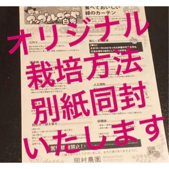 22511-63【苗白2】上里岡村農園寅さんのアップルゴーヤ白秀の苗2株 食品/飲料/酒の食品(野菜)の商品写真