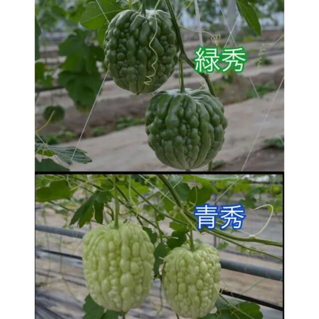 22511-63【苗白2】上里岡村農園寅さんのアップルゴーヤ白秀の苗2株 食品/飲料/酒の食品(野菜)の商品写真