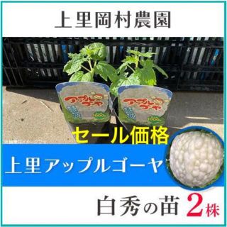 22511-63【苗白2】上里岡村農園寅さんのアップルゴーヤ白秀の苗2株(野菜)