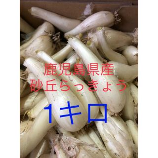 鹿児島県産砂丘らっきょう1キロ(野菜)