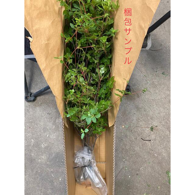 生花ドウダンツツジ　深山ドウダン　90〜100cm×3本入り　枝物切り花 ハンドメイドのフラワー/ガーデン(その他)の商品写真