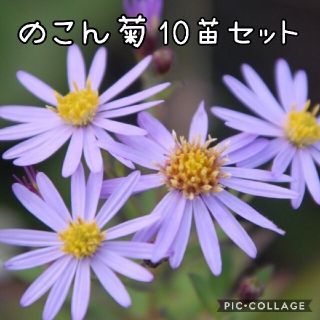 野紺菊（ノコンギク）花苗 10株set(その他)