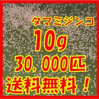 送料無料！タマミジンコ10g+α30,000匹「めだか金魚熱帯魚の生き餌に！」(ペットフード)