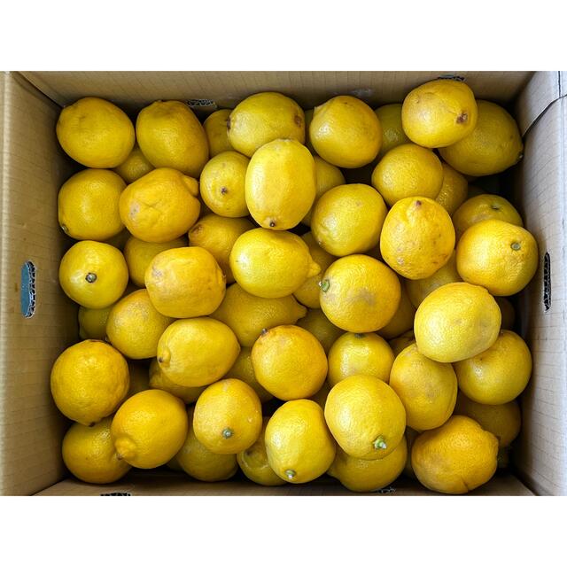 レモン　5kg 食品/飲料/酒の食品(フルーツ)の商品写真