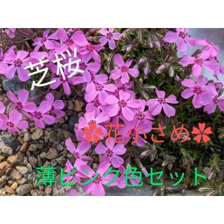 芝桜カット苗✿薄ピンク色〜花小さめ〜(その他)