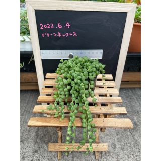 多肉植物　グリーンネックレス　抜き苗(その他)