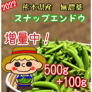 【増量中】熊本県産　スナップエンドウ　500g+100g(野菜)