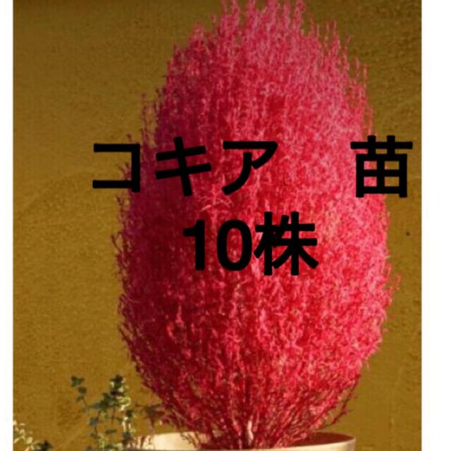 コキア　苗　10株　Kochia scoparia ユニークで可愛い箒草　紅葉 ハンドメイドのフラワー/ガーデン(その他)の商品写真