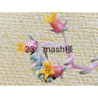 23　mash様(その他)