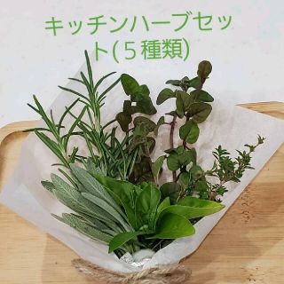 キッチンハーブセット(５種類)　ブーケガルニ　カット苗(その他)