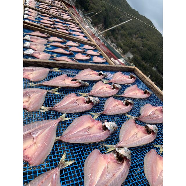 アジ開き　12枚お得♪ 食品/飲料/酒の食品(魚介)の商品写真