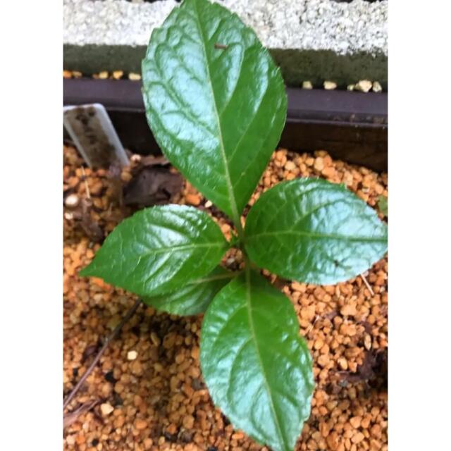 紫陽花 挿し木苗 ダンスパーティーの通販 By ひかり S Shop ラクマ 紫陽花 挿し木苗 ダンスパーティーの通販 By ひかり S Shop ラクマ