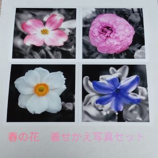 春の花　着せかえ写真セット(アート/写真)