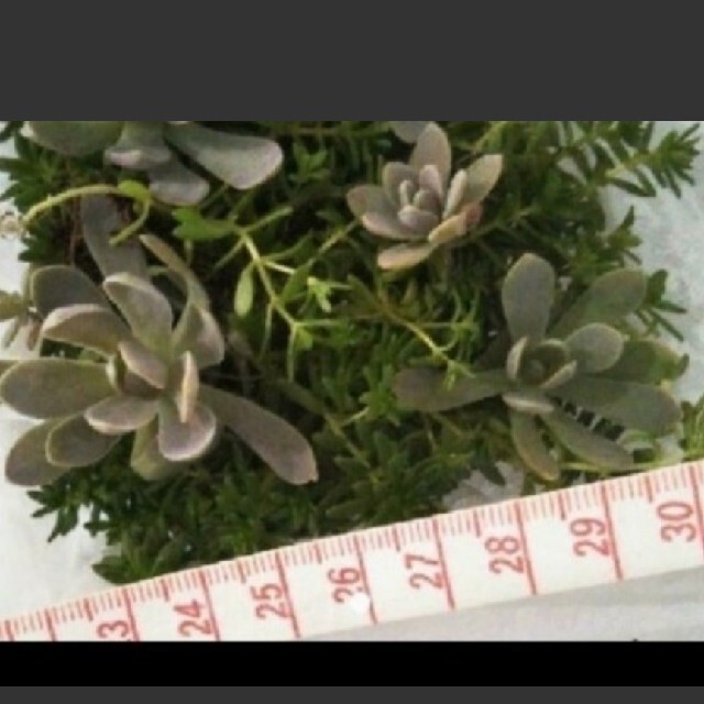 多肉植物　セダム & 子持ち蓮華 ハンドメイドのフラワー/ガーデン(プランター)の商品写真