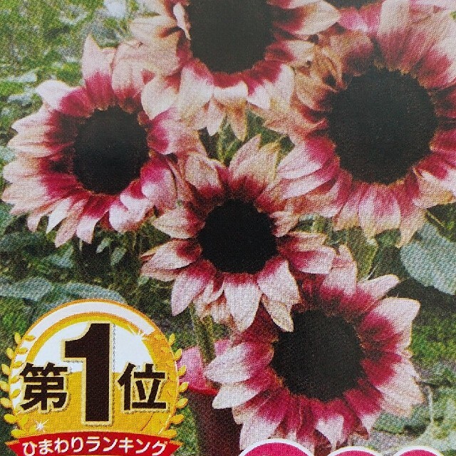 花の種        プロカットプラム ハンドメイドのフラワー/ガーデン(その他)の商品写真