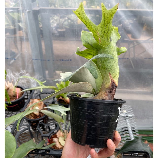 お待たせ! P. willinckii 'Dwarf Tatsuta' spore davincicapital.com.mx
