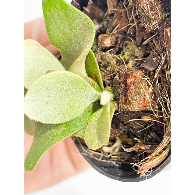 P. willinckii little crown Dwarf (spore)の通販 by ビカク P. willinckii little crown Dwarf (spore)の通販 by ビカク