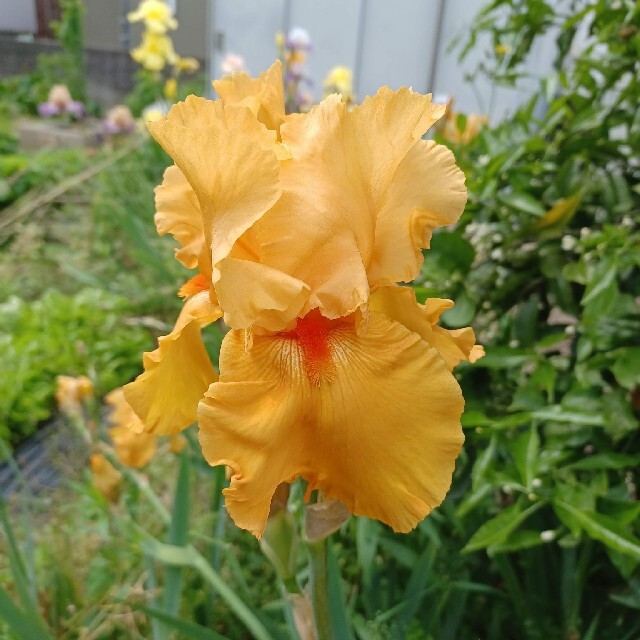 ジャーマンアイリス  オレンジ(大、小５芽) ハンドメイドのフラワー/ガーデン(その他)の商品写真