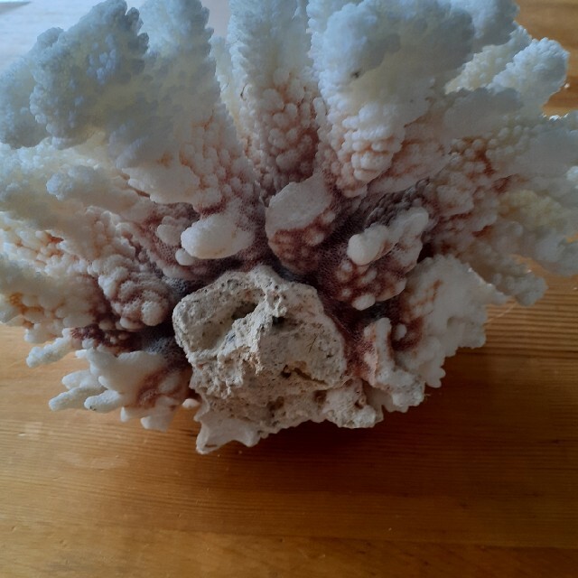 珊瑚　原木　置物　インテリア　アクアリウム 4