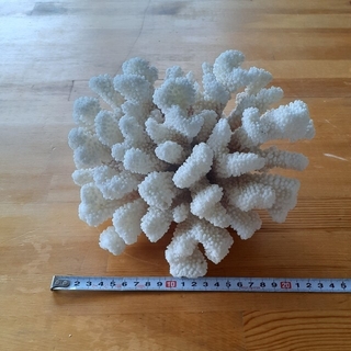 珊瑚　原木　置物　インテリア　アクアリウム
