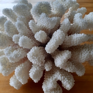 珊瑚 原木 置物 インテリア アクアリウムの通販 by namu's shop｜ラクマ