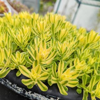 多肉植物　斑入り　大型ミセバヤ　10カット(その他)