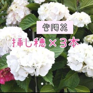 紫陽花 挿し穂3本セット(その他)