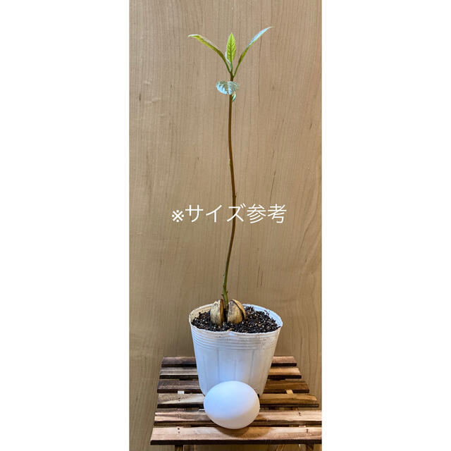 アボカド　苗　1株（中） 観葉植物　インテリア ハンドメイドのフラワー/ガーデン(プランター)の商品写真