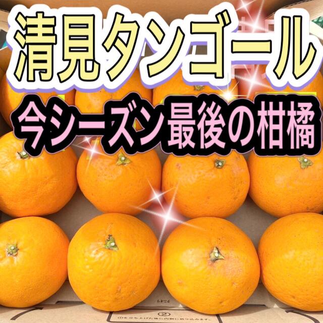清見オレンジ　木なり完熟　1キロ 以上　B級 食品/飲料/酒の食品(フルーツ)の商品写真