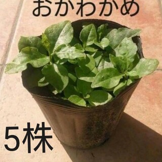 オカワカメの苗 5株(野菜)